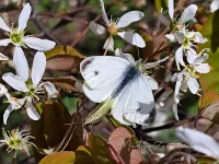 Scheefbloemwitje [Pieris mannii] - Park Schiedam (6apr2026) 